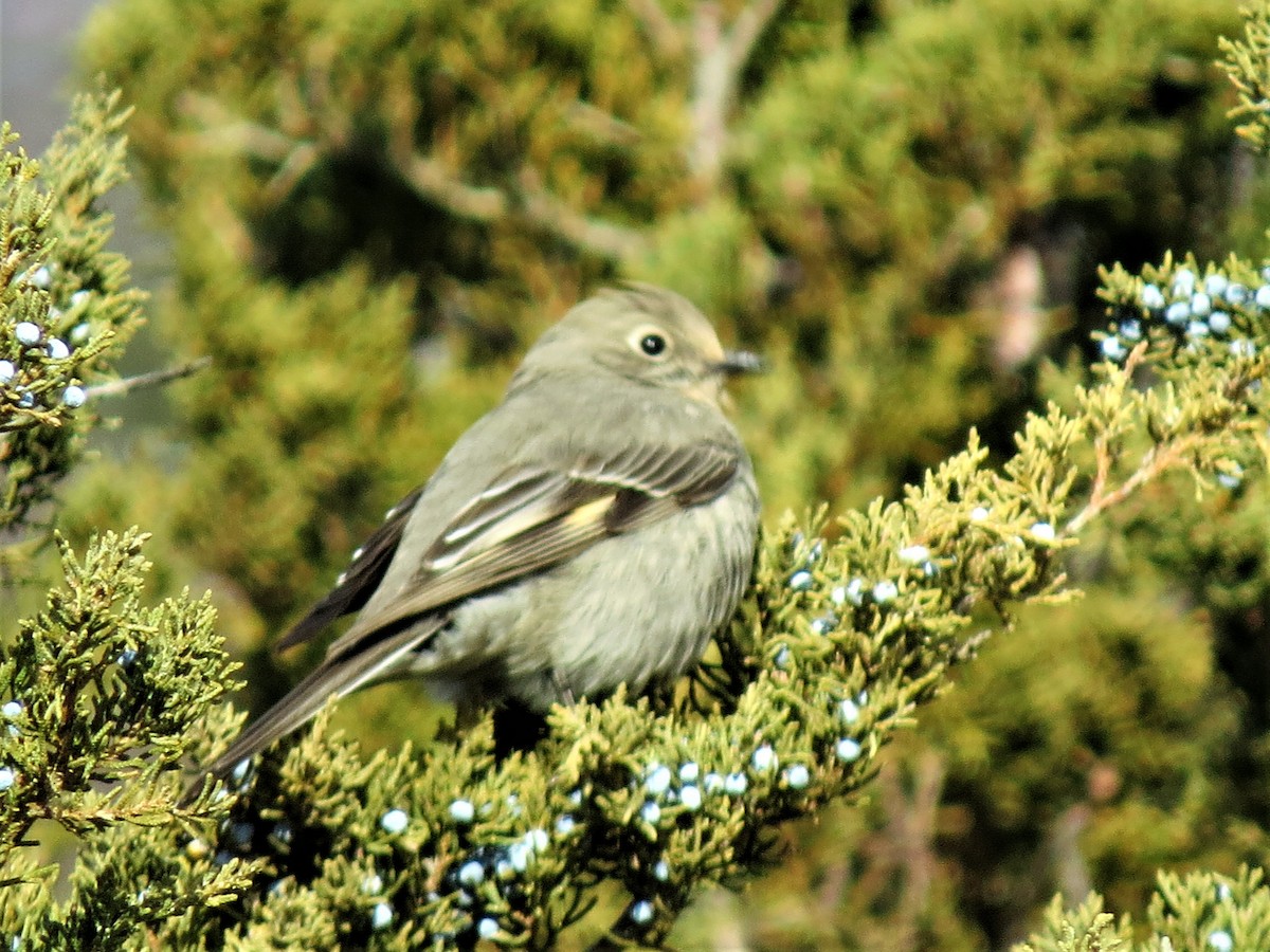 Townsend's Solitaire - ML80396361