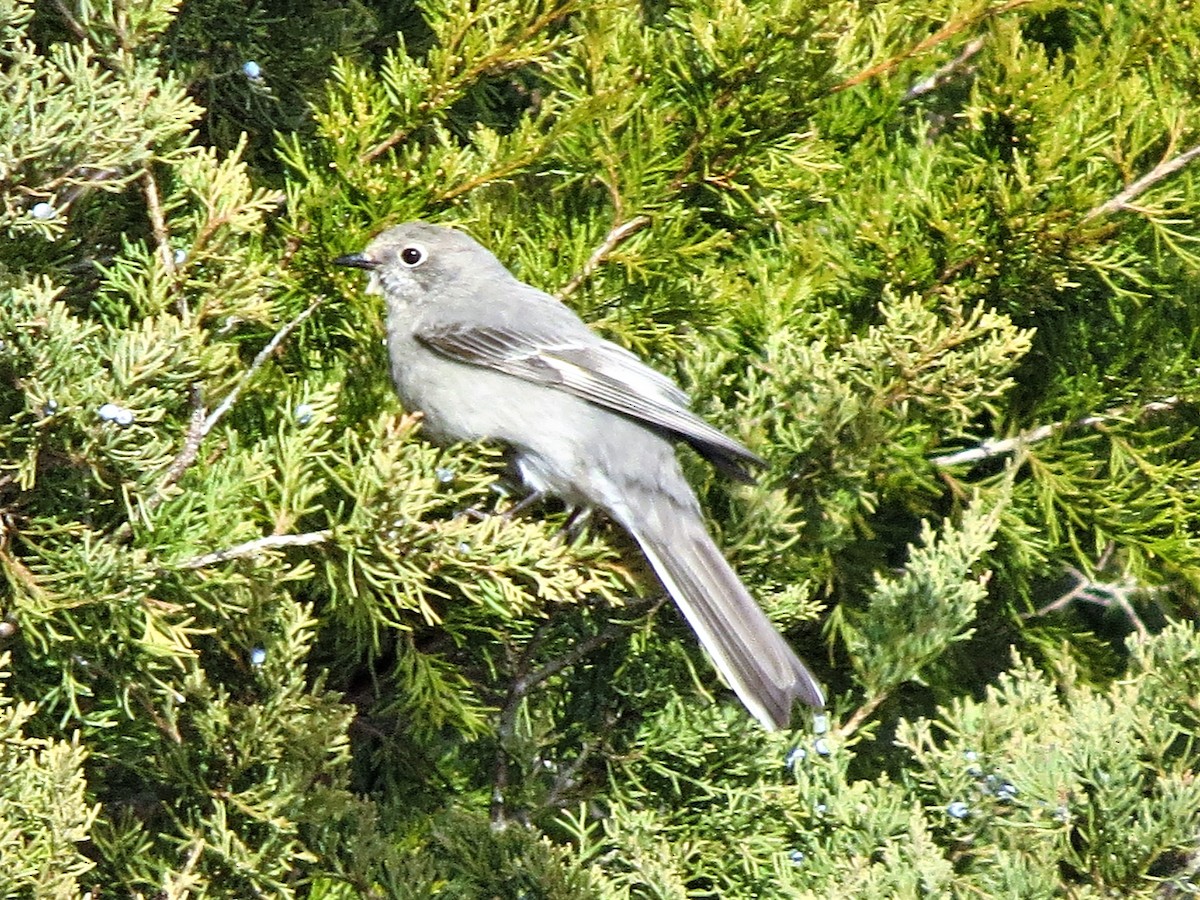 Townsend's Solitaire - ML80396371