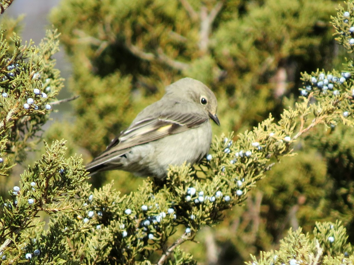 Townsend's Solitaire - ML80396391