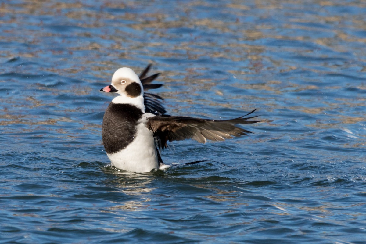 Long-tailed Duck - ML80396501