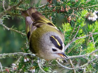 Adult (Tenerife) - Jeanette Frazier - ML80397781