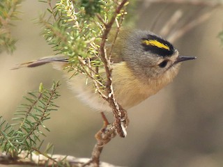 成鳥 (Tenerife) - Paul Chapman - ML80397791