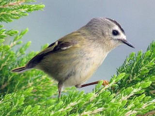 成鳥 (Tenerife) - Fernando Enrique Navarrete - ML80397801