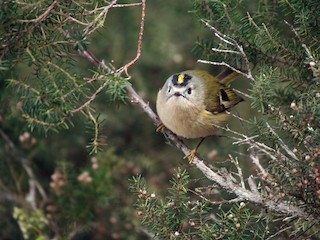 Adult (Tenerife) - Paul Chapman - ML80397811