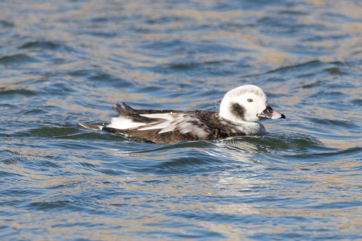 Long-tailed Duck - ML80397971