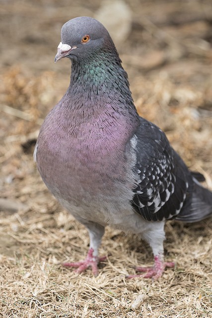 Rock Pigeon (Feral Pigeon) - Marcelo Corella