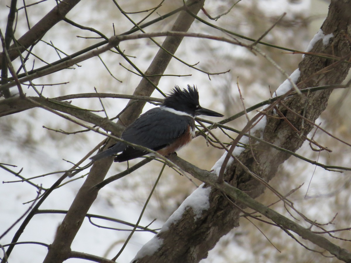 Belted Kingfisher - Brian Wulker