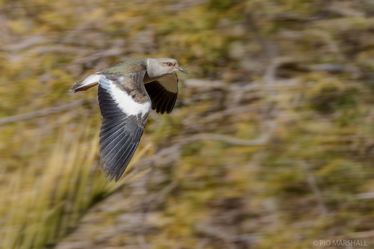Andean Lapwing - ML80402101