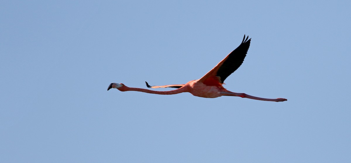 American Flamingo - ML80402531