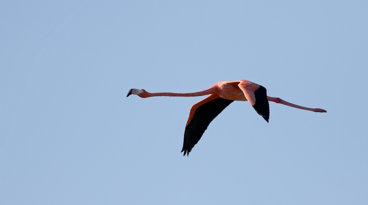 American Flamingo - ML80402541