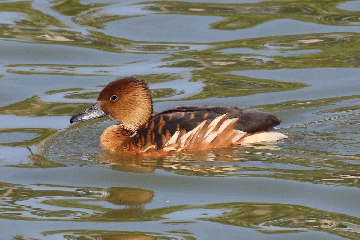 Fulvous Whistling-Duck - ML80402621