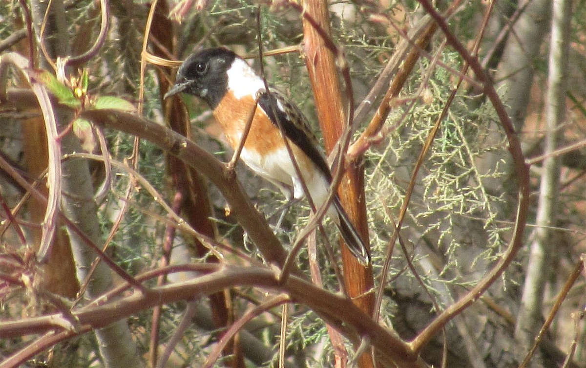 African Stonechat - ML80402761