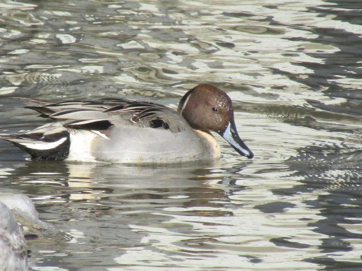 Northern Pintail - Danny  Poet