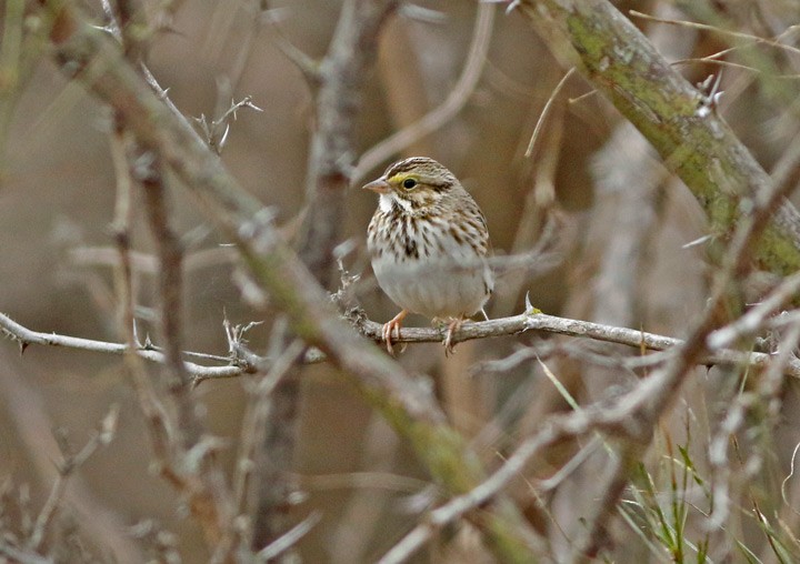 Savannah Sparrow - ML80406961
