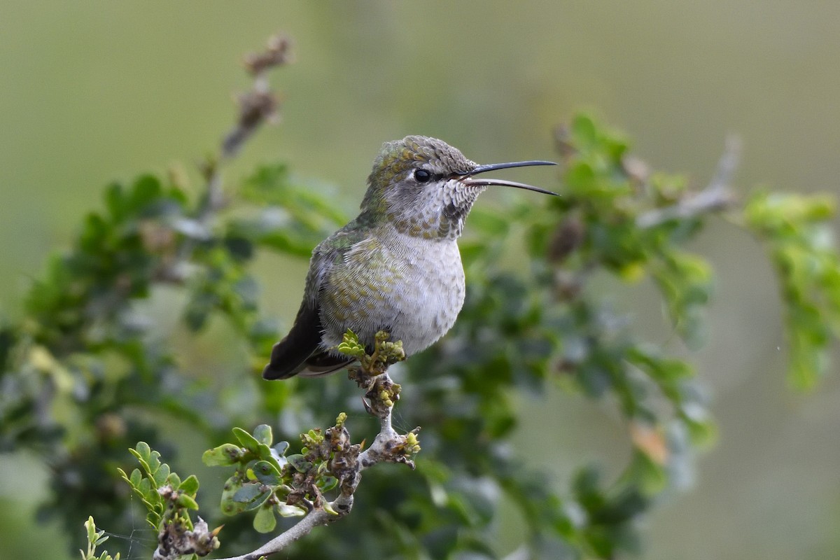 Anna's Hummingbird - ML80411161