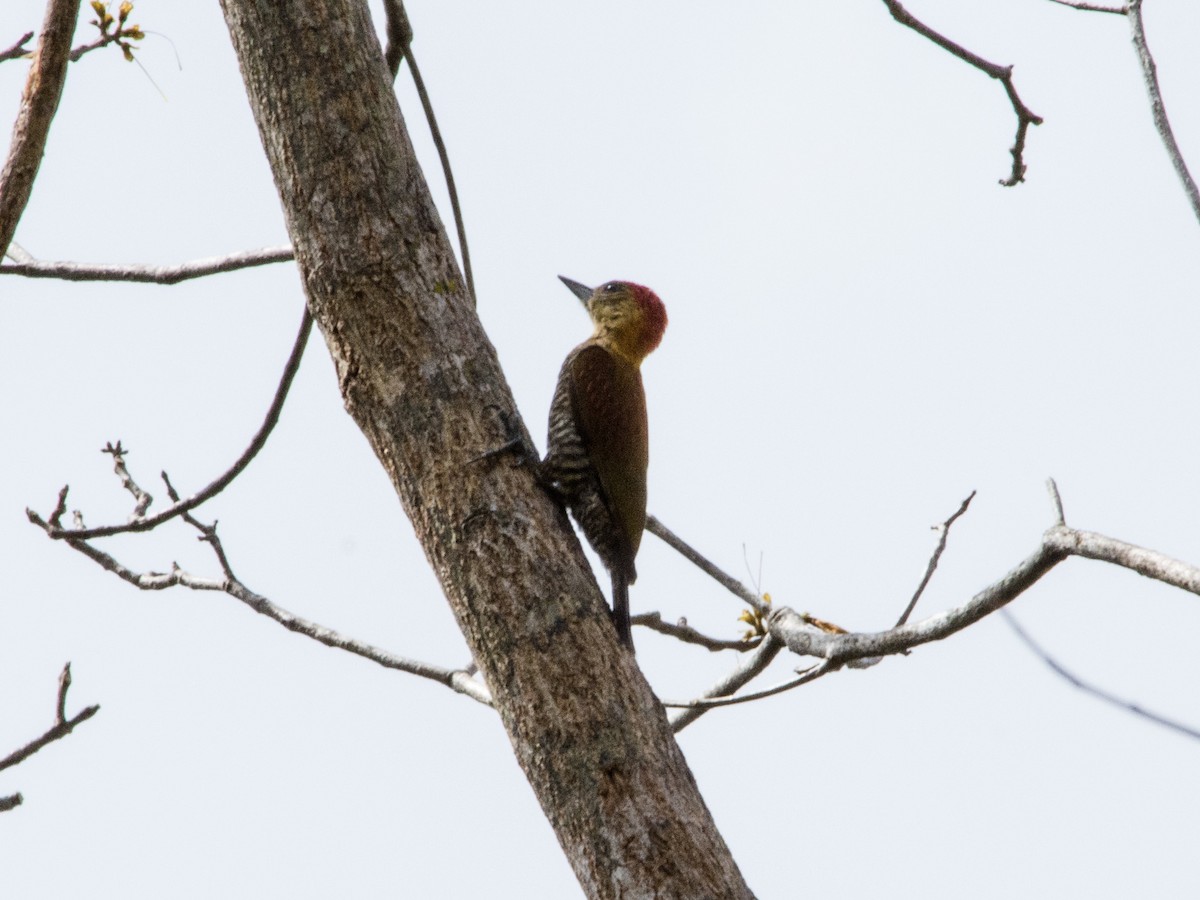 Red-stained Woodpecker - ML80412151
