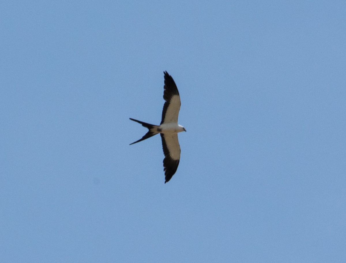 Swallow-tailed Kite - ML80412381