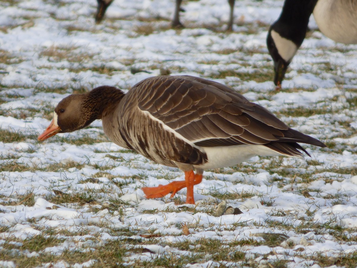Greater White-fronted Goose (Greenland) - Sue Palmer