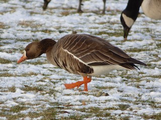 Greater White-fronted Goose (Greenland), ML80414501