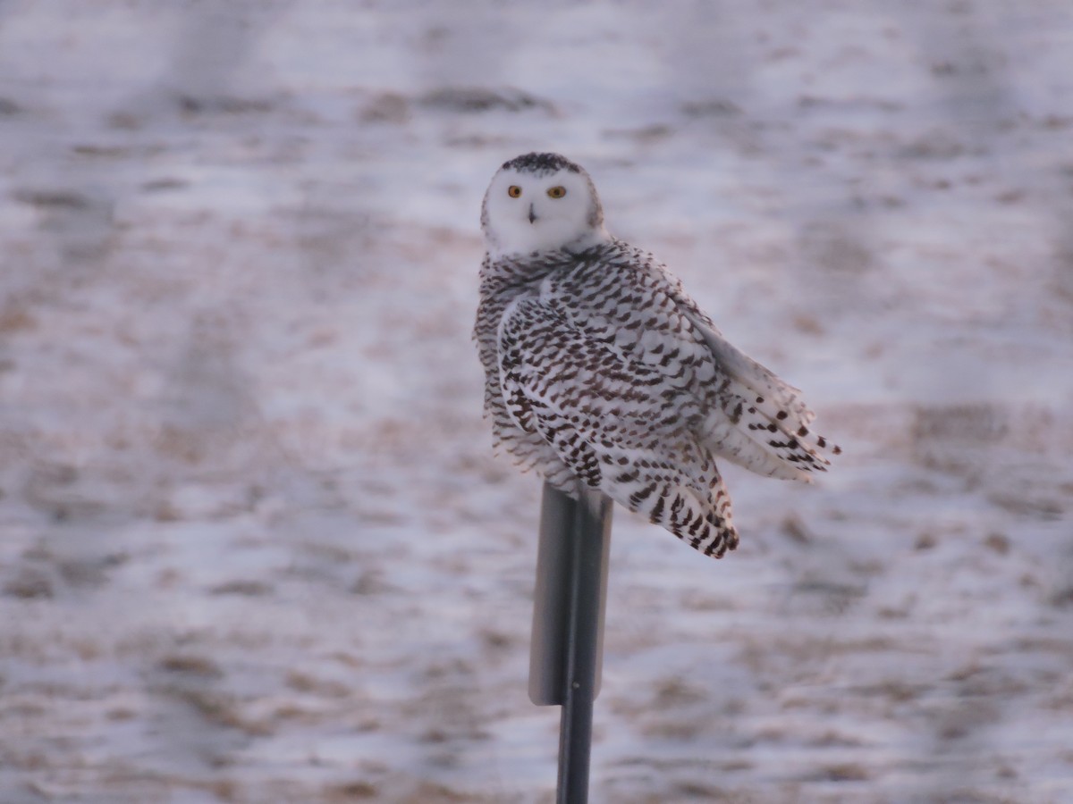 Snowy Owl - ML80414581