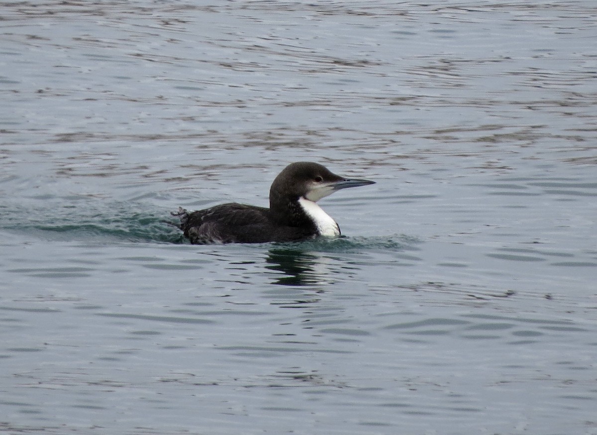 Pacific Loon - Tom Edell