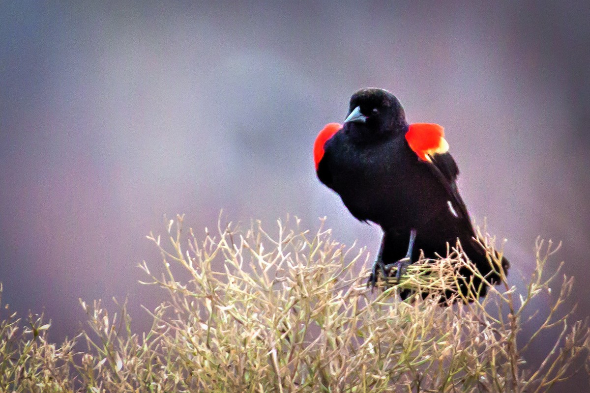 Red-winged Blackbird - Jason Price