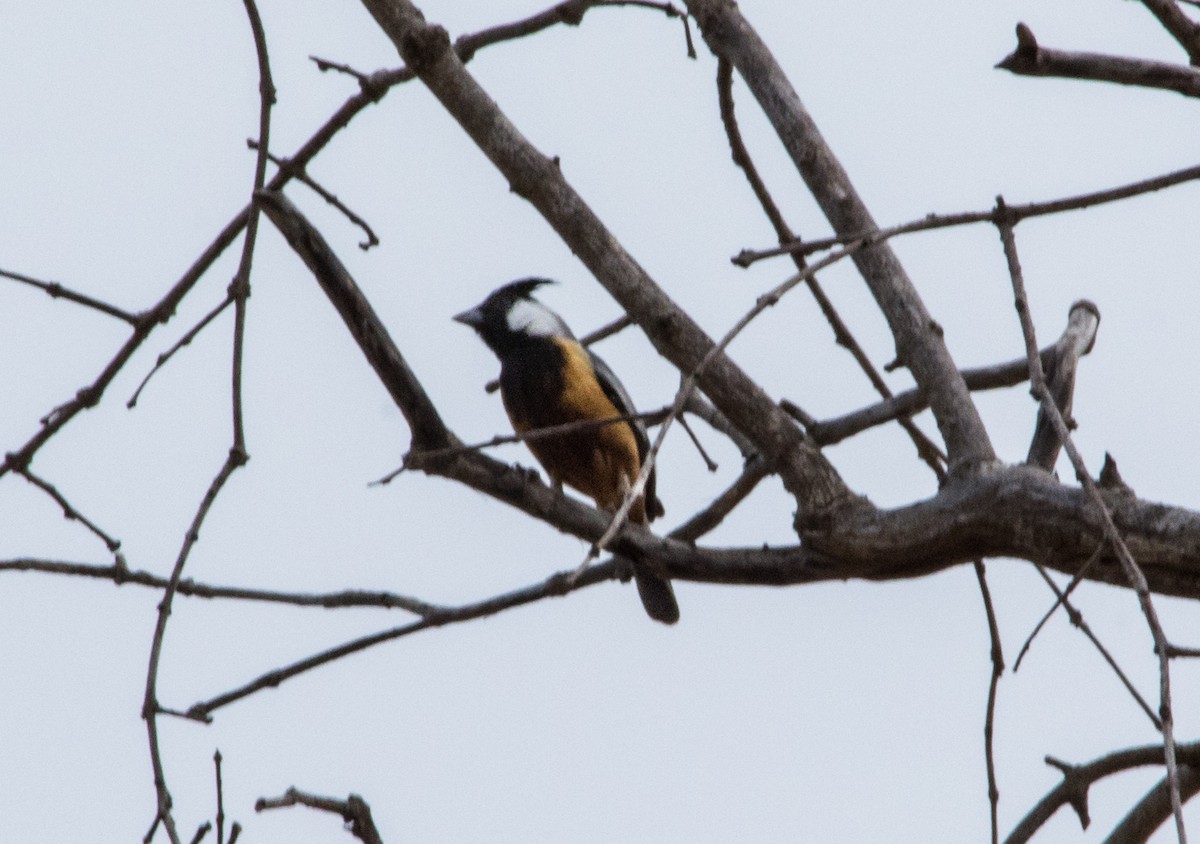 Coal-crested Finch - ML80418601
