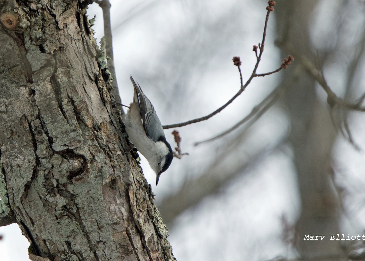 White-breasted Nuthatch - Marvin Elliott