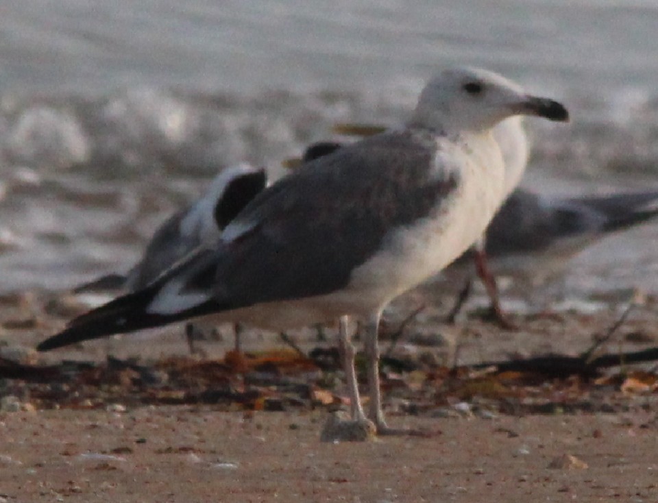 Lesser Black-backed Gull (taimyrensis) - Magen Pettit