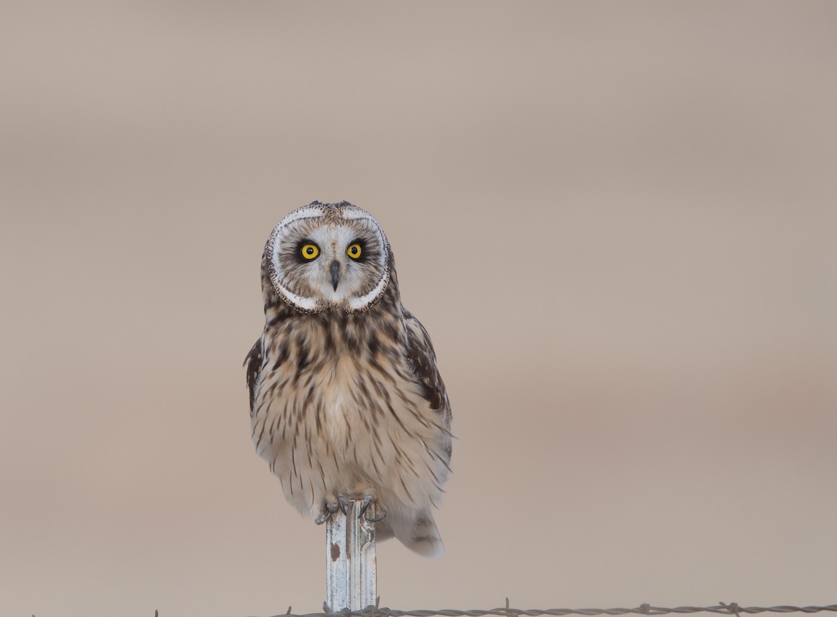 Short-eared Owl - William Higgins