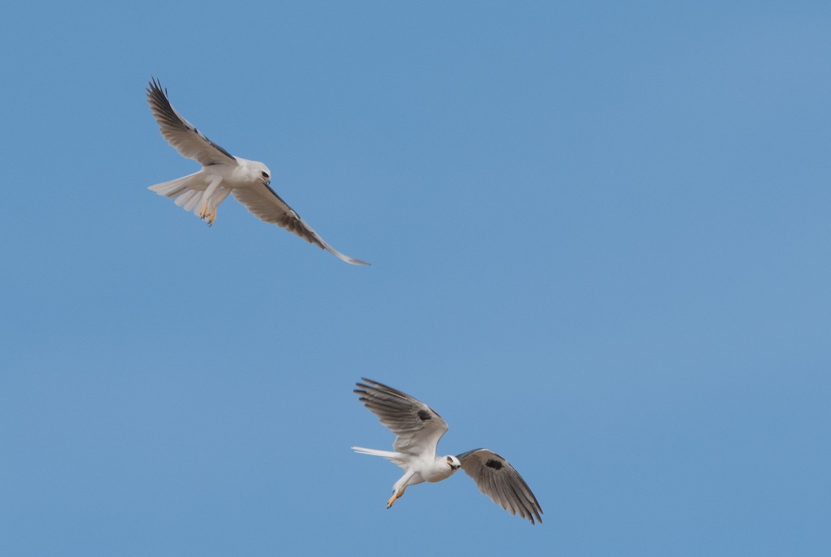 White-tailed Kite - William Higgins