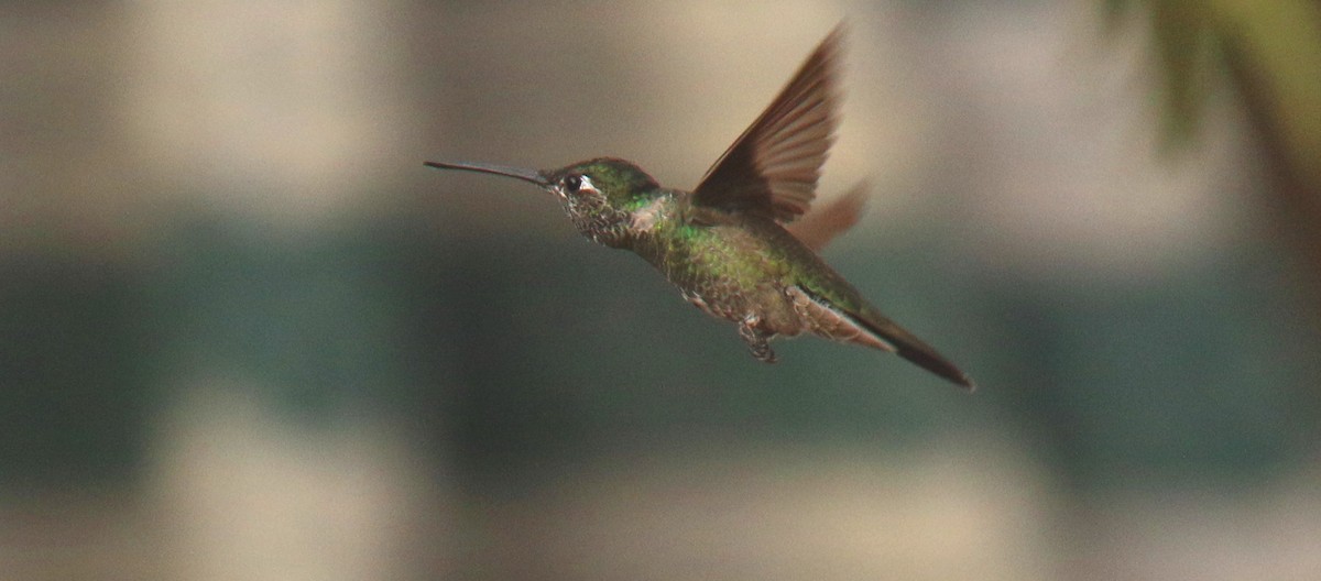 Rivoli's Hummingbird - Tony Battiste