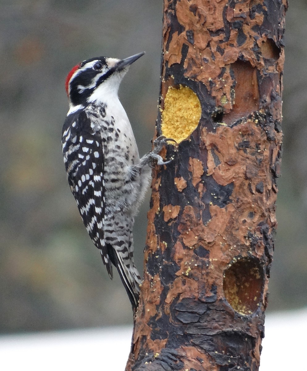 Nuttall's Woodpecker - Cara Barnhill