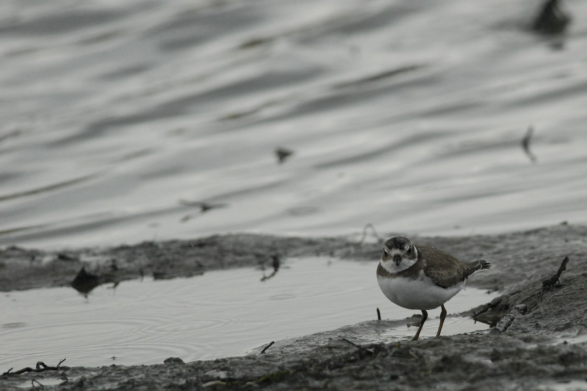 Semipalmated Plover - Cameron Eckert