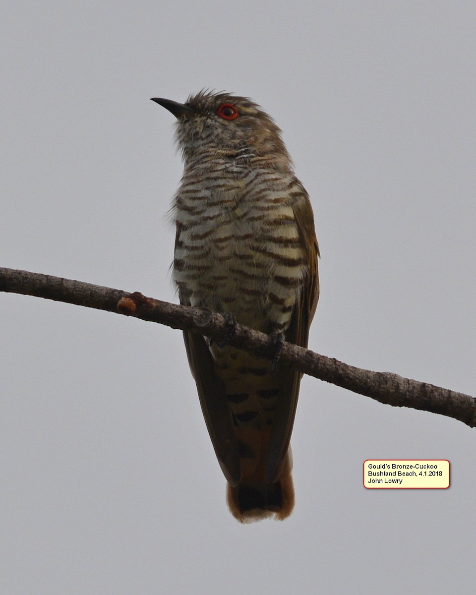 Little Bronze-Cuckoo - John Lowry