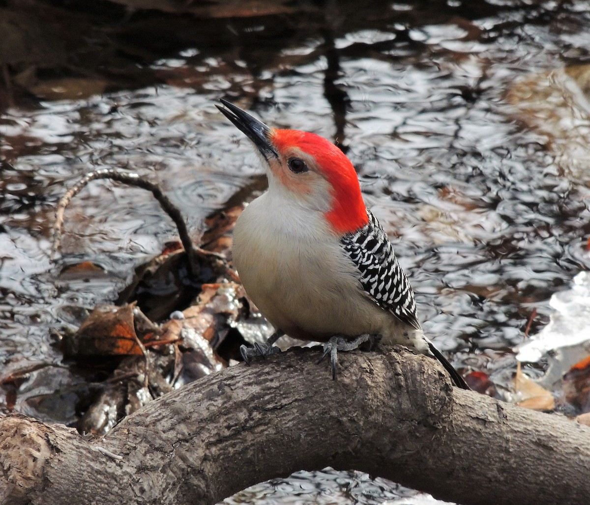 Red-bellied Woodpecker - Joe Girgente