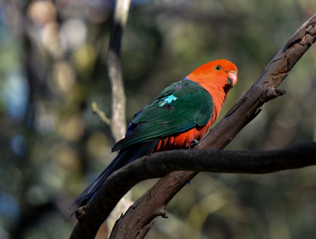 Australian King-Parrot - Bruce Wedderburn