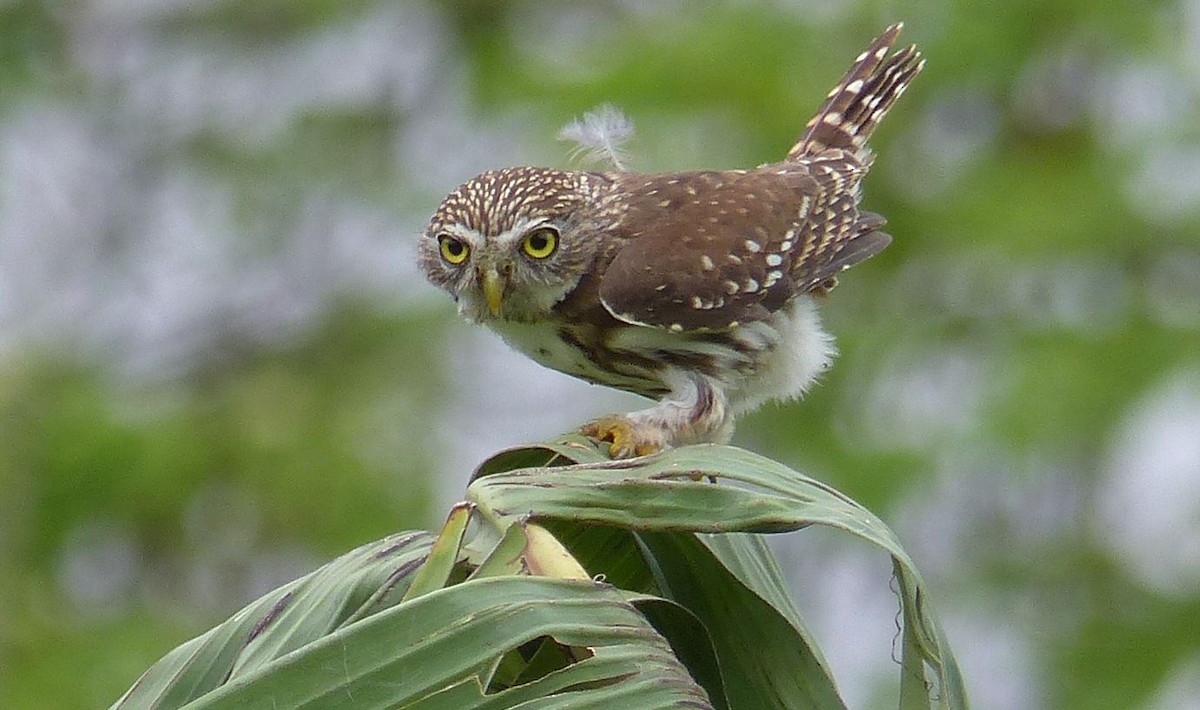 Peruvian Pygmy-Owl - Lisa Brunetti
