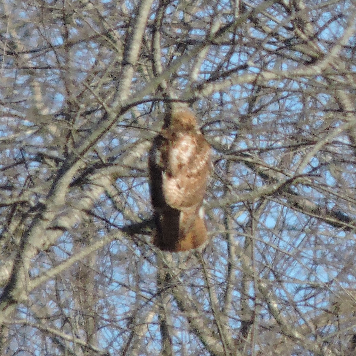 Red-tailed Hawk - ML80447211