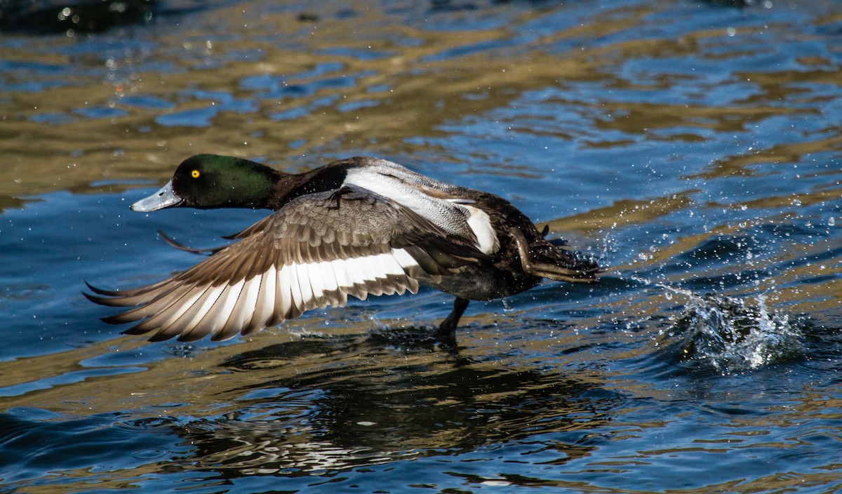 Greater Scaup - ML80447421