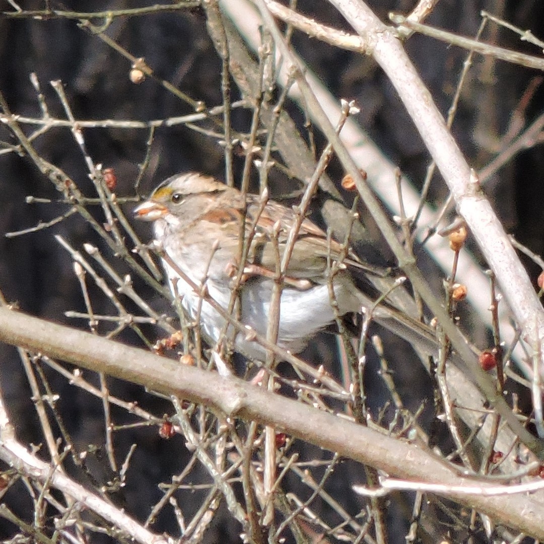 White-throated Sparrow - John Boback