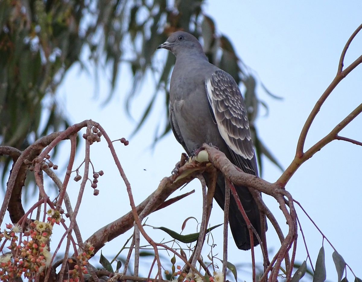 Spot-winged Pigeon - ML80451431