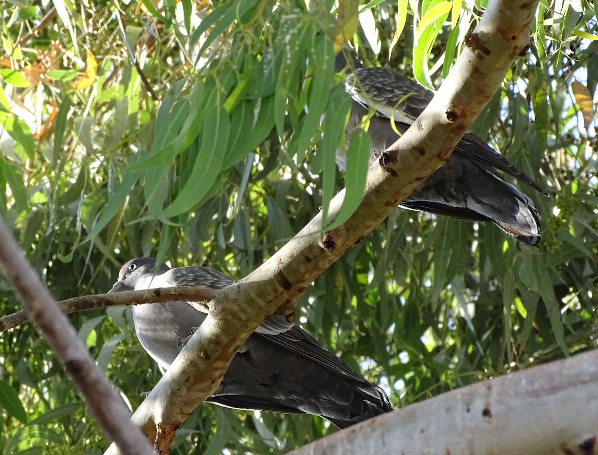 Spot-winged Pigeon - ML80451451