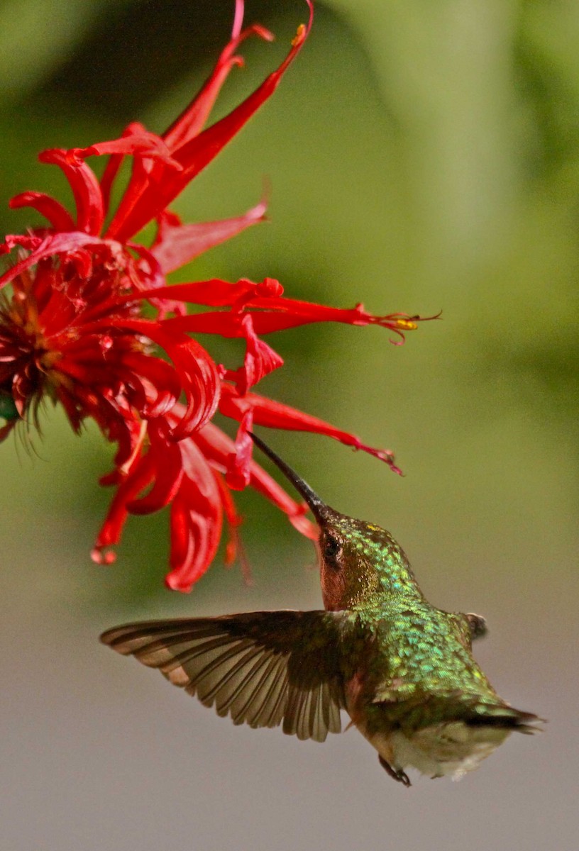 Ruby-throated Hummingbird - ML80452261
