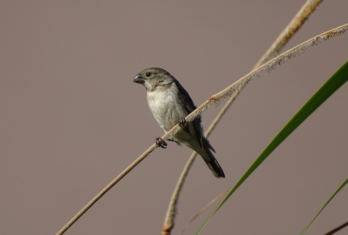 Chestnut-throated Seedeater - Charly Moreno Taucare