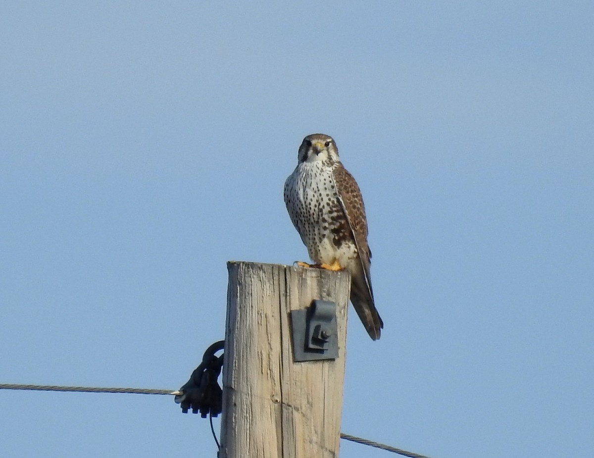 Prairie Falcon - Lauri Taylor
