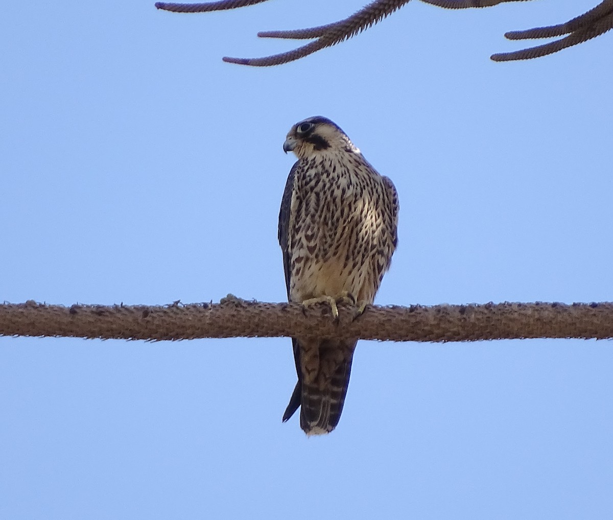 Peregrine Falcon (South American) - Charly Moreno Taucare