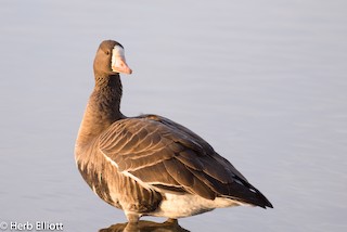 Greater White-fronted Goose, ML80457331