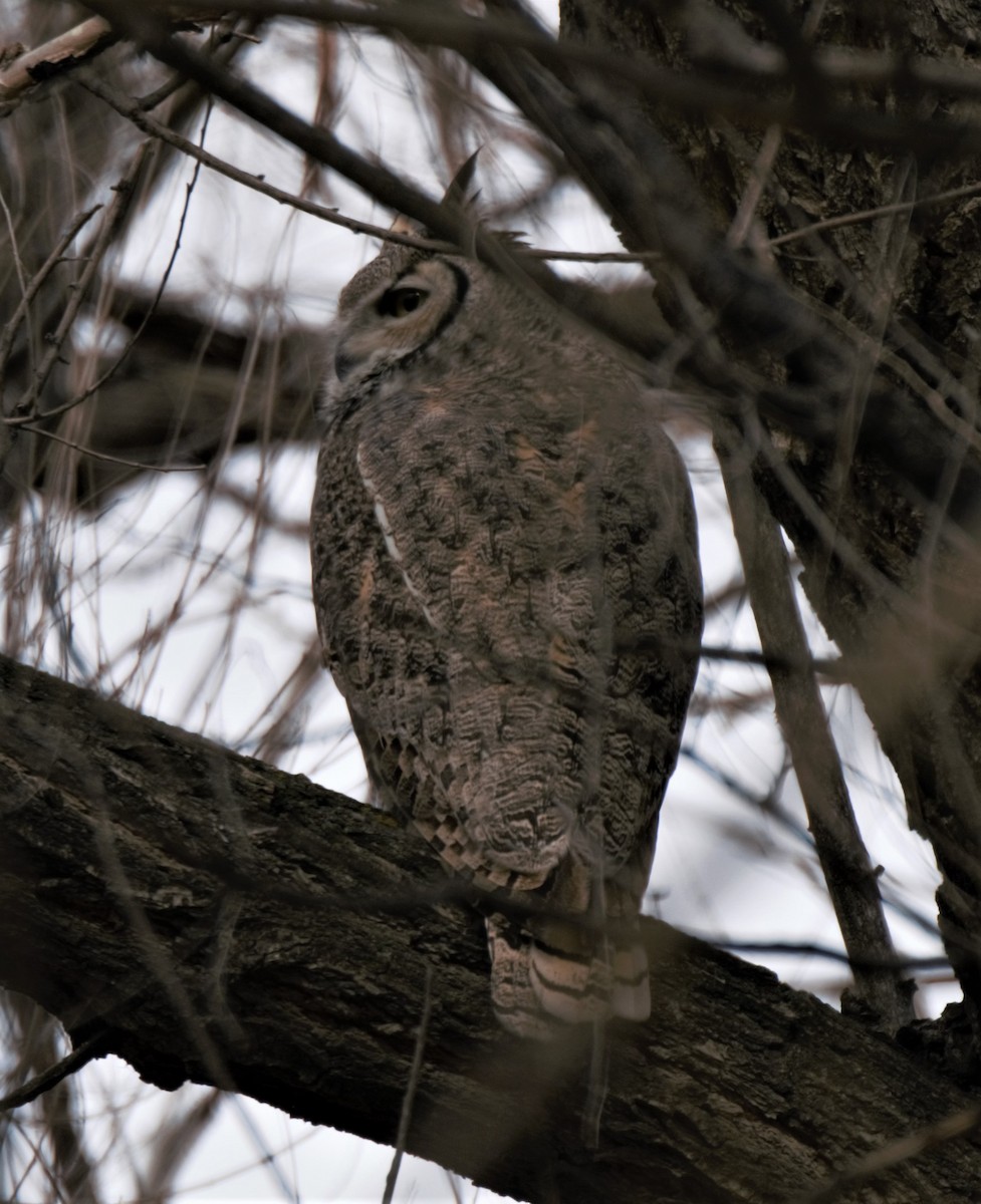 Great Horned Owl - Sue Riffe