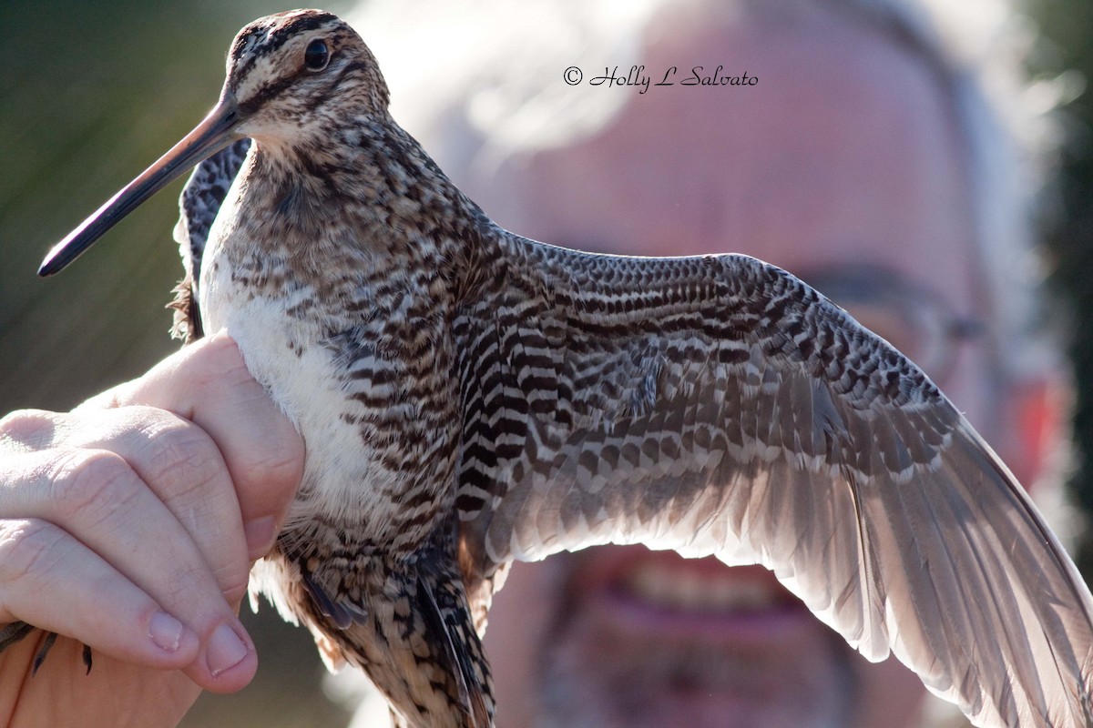 Wilson's Snipe - Mark and Holly Salvato